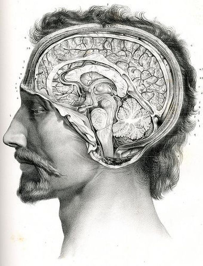 Medical illustration :)