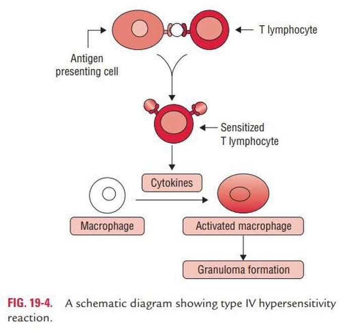 Delayed hypersensitivity