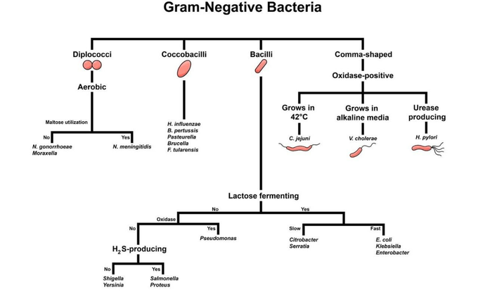 Brief classification of Gram negative bacteria....
