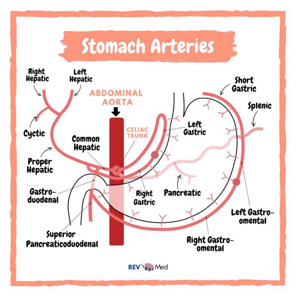 Arterial Supply Of The Stomach Anatomy