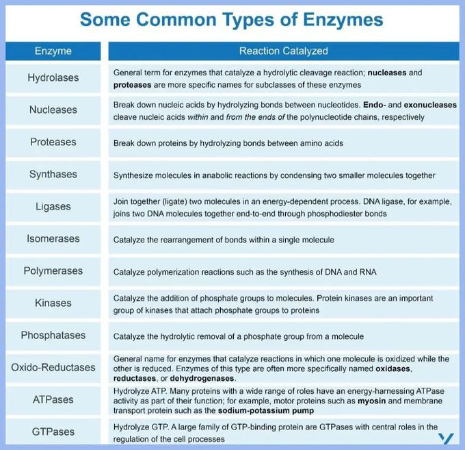 Types of Enzymes