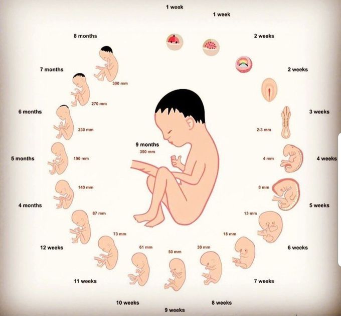 Fetal development in womb