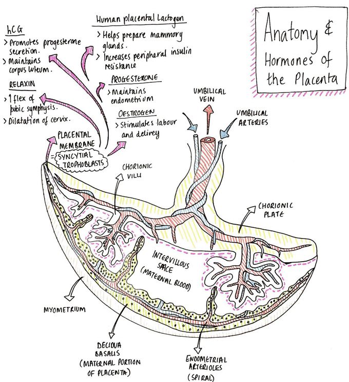 Anatomy and hormones of placenta
