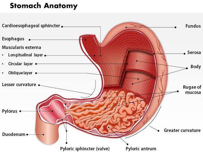 Anatomy of the stomach