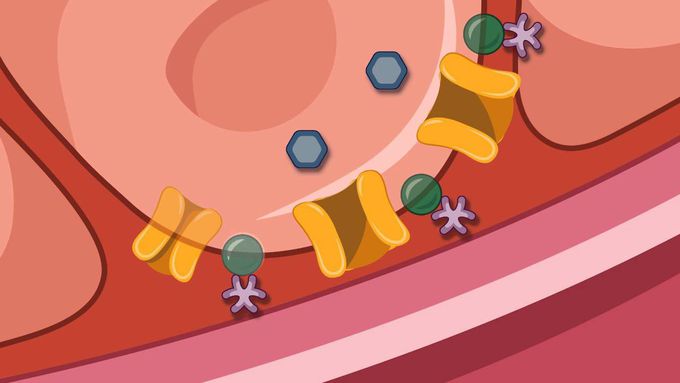 Type 1 and Type 2 Diabetes Animation