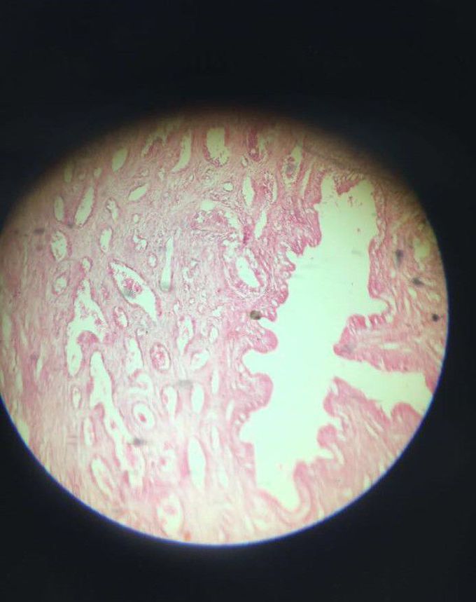 Histo slide