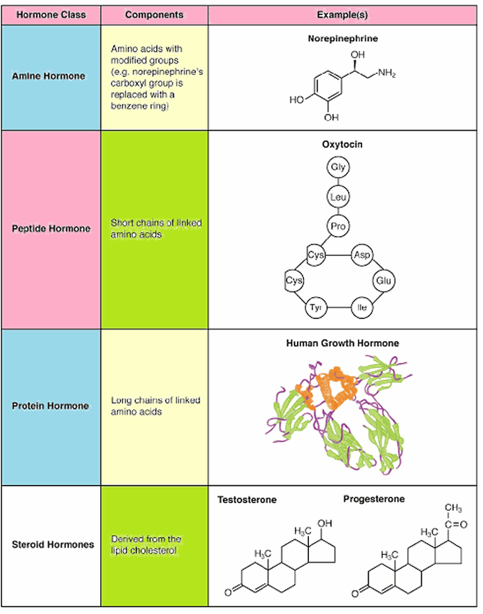 Chemical nature of hormones