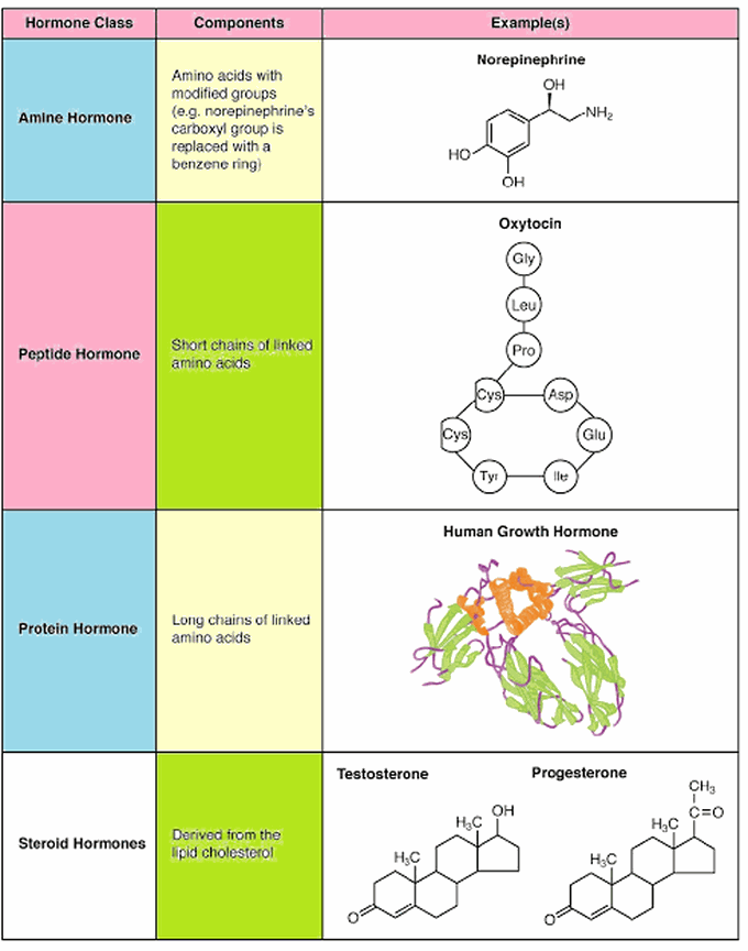 chemical-nature-of-hormones-medizzy