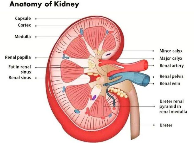 Anatomy of Kidney