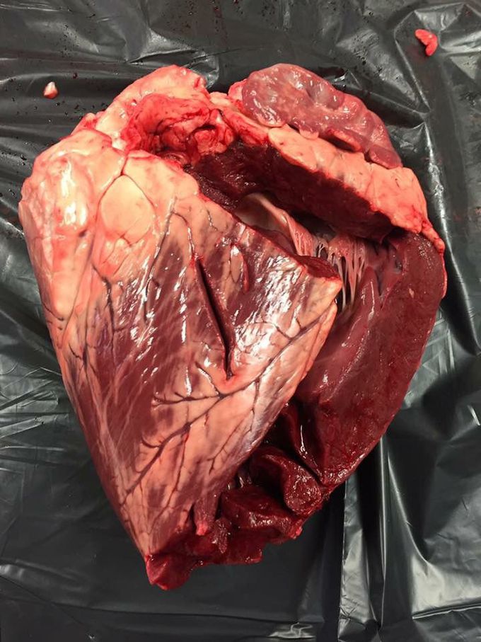 Cow Heart