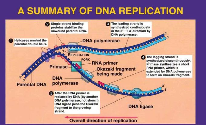 Summary of DNA Replication