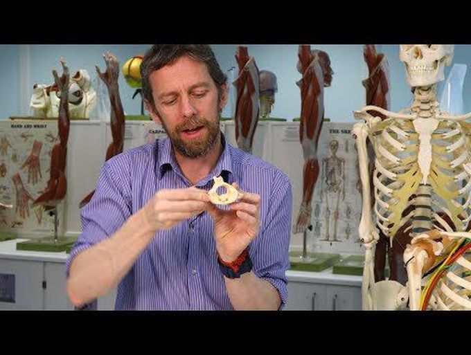 First and second cervical vertebrae: Head and neck