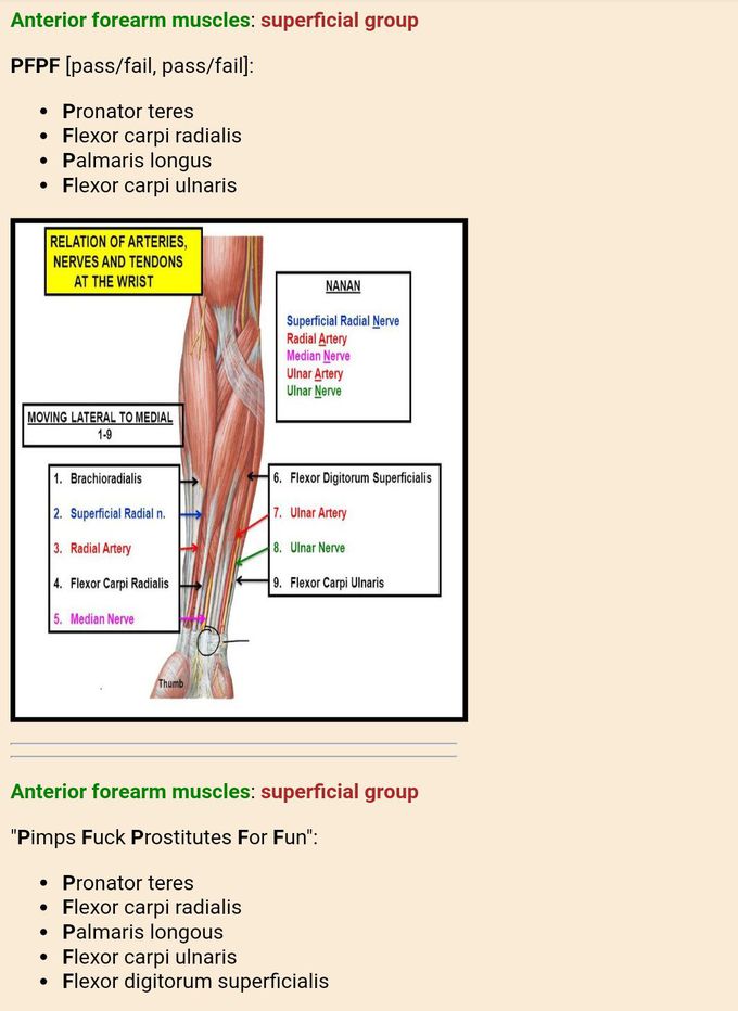 upper limb all muscles mnemonicsupper limb muscles explained