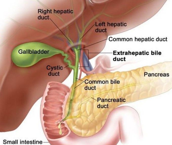 Function of biliary tract