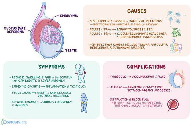 Risk of epididymitis