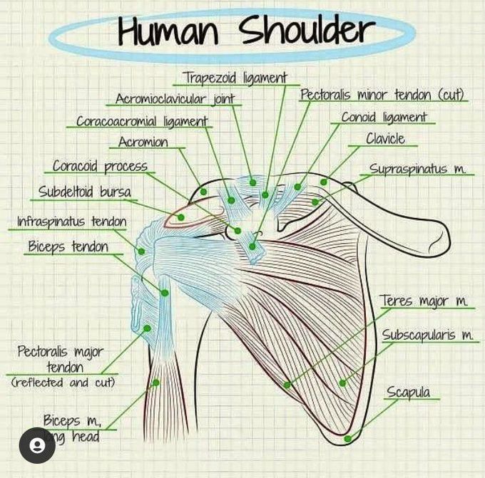 Human Shoulder