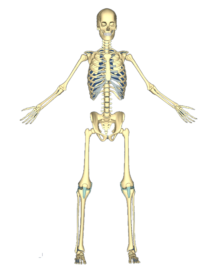 Skeleton