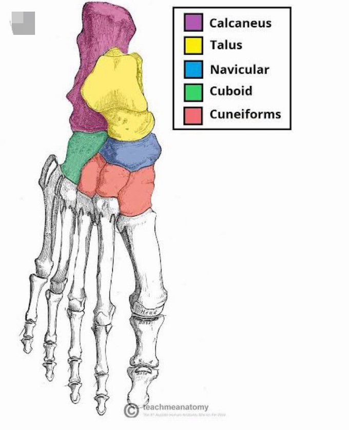 Tarsal bones of foot - MEDizzy