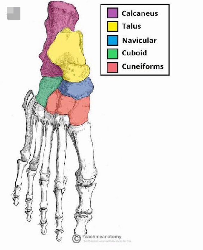 Tarsal bones of foot