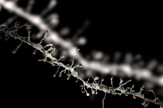 MIT scientists discover fundamental rule of brain plasticity