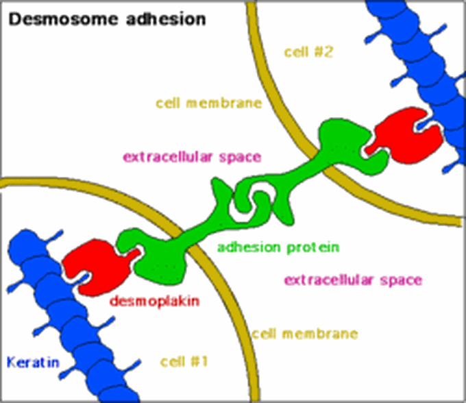 desmosomes