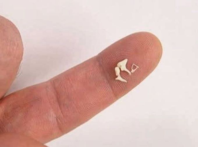 Smallest bones