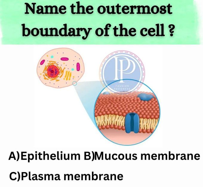 Boundary of the Cell