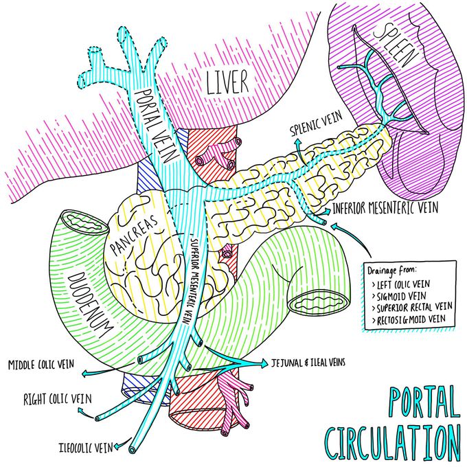 Portal Circulation