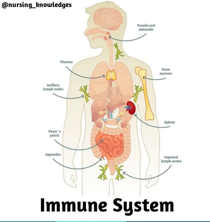 immune system labeled