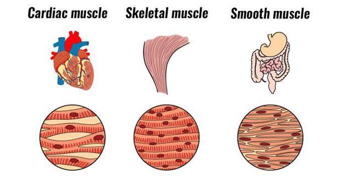 Types of muscles