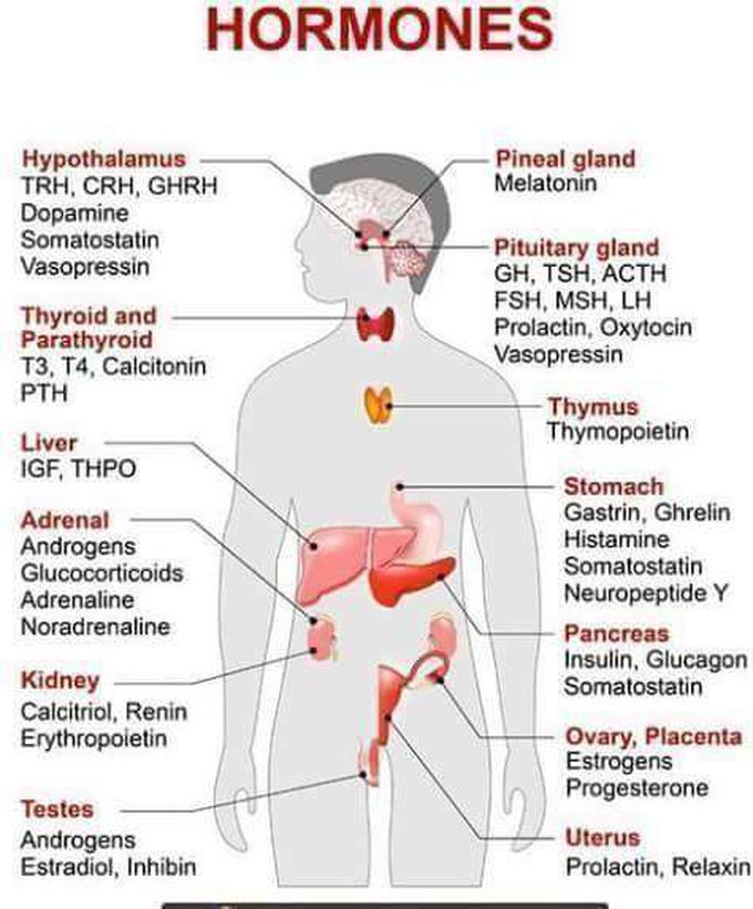Endocrine System