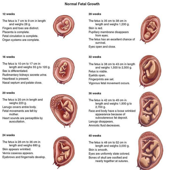 Normal fetal growth