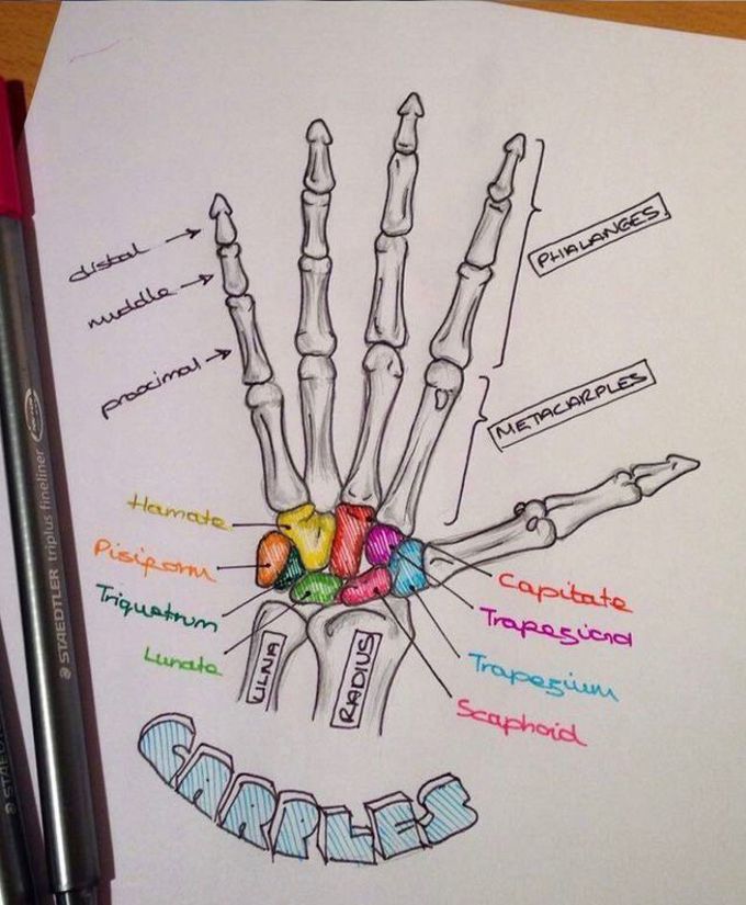 to remember:Carpel bones