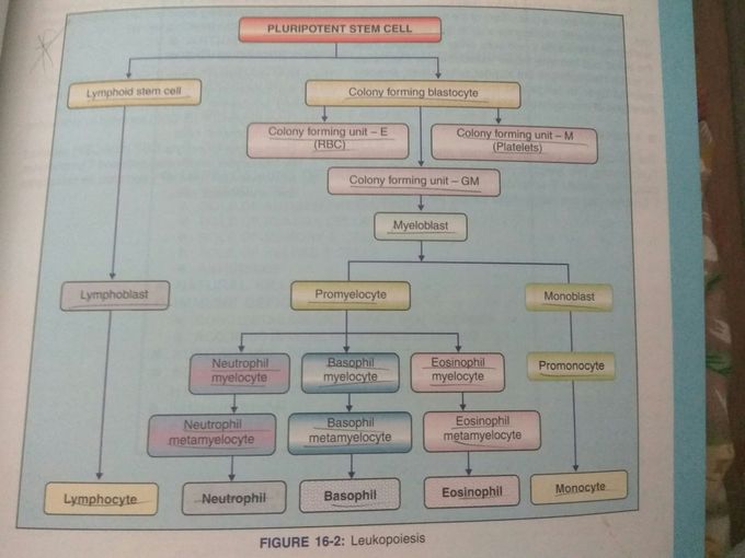 LEUKOPOIESIS
