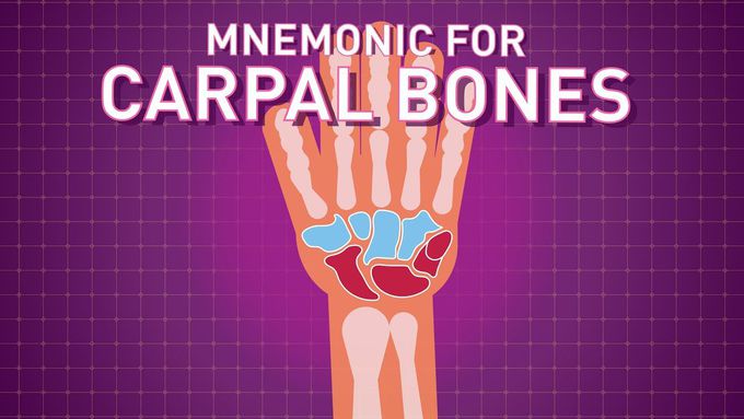 Carpal Bones - Mnemonic