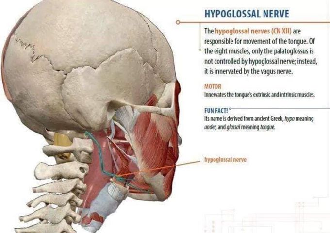 Hypoglossal Nerve