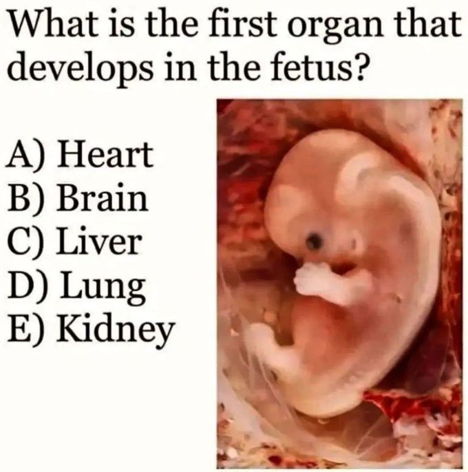 First Organ