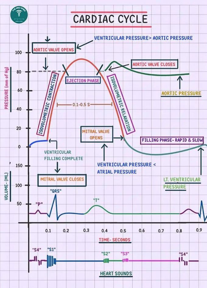 Cardiac Cycle