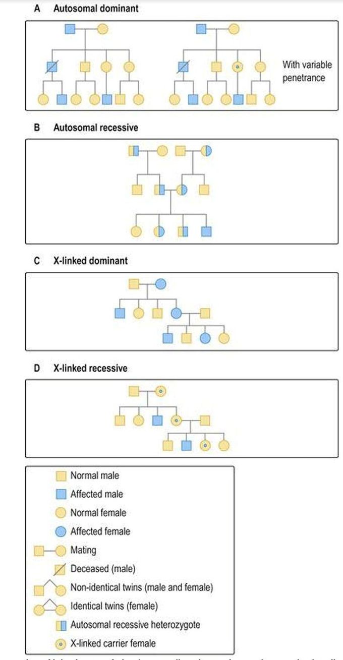 Modes 	of 	inheritance