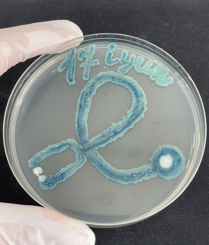 The picture of sthethoscope on chromatic detection agar