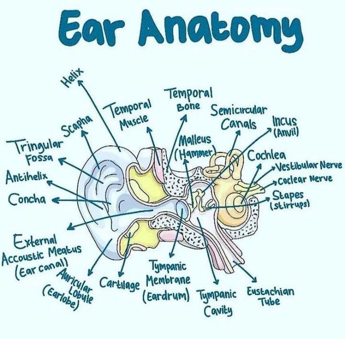 Anatomy of the ear