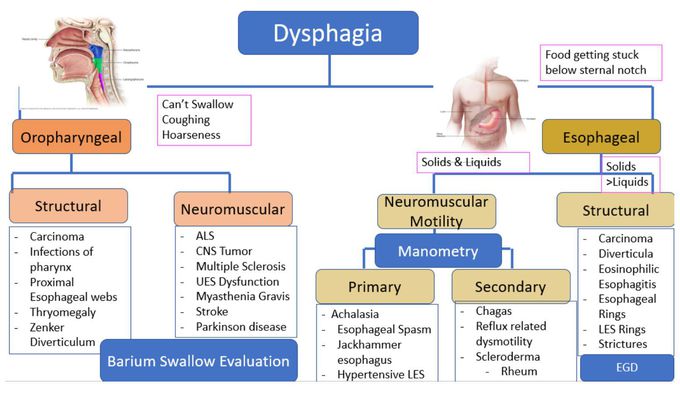 Differential Diagnoses and Investigations of Dysphagia