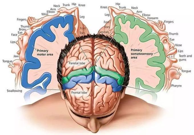 Primary Motor and Somatosensory Regions