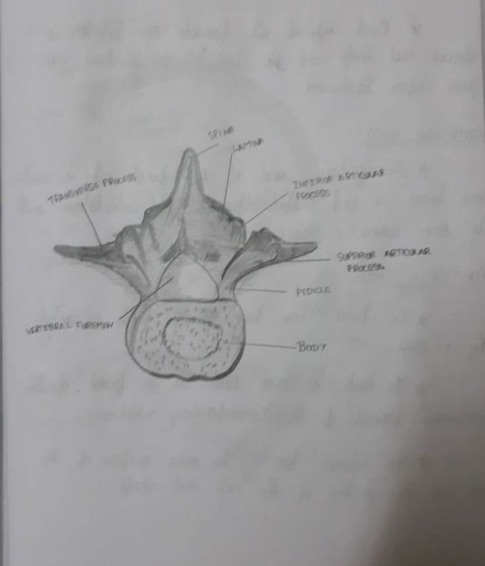 Find which vertebra
