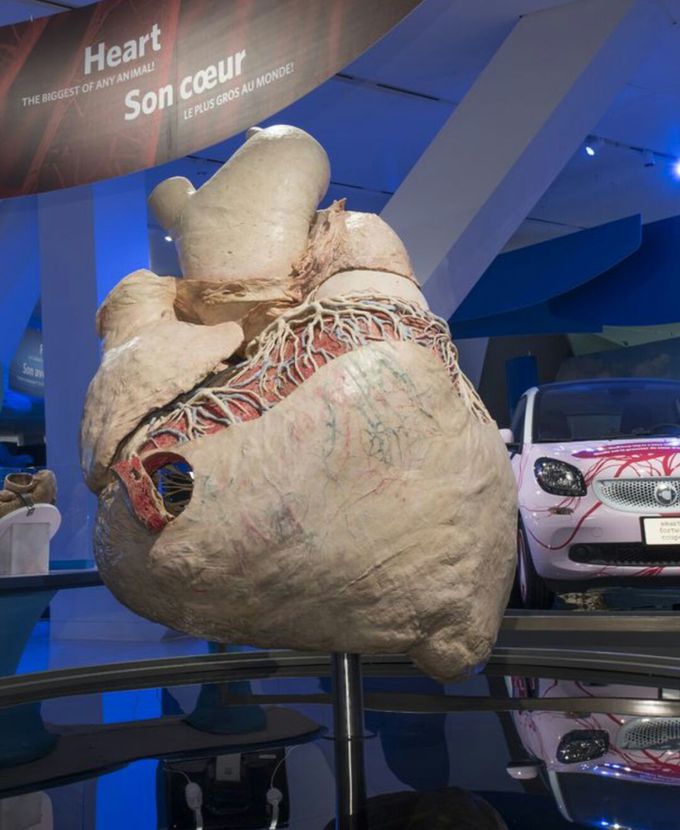 Heart of blue whale