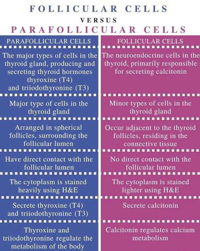 Follicular vs Parafollicular cells