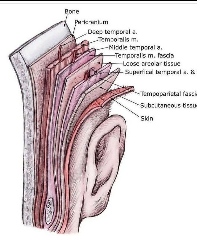 Layers between skin and bone in the temporal area.