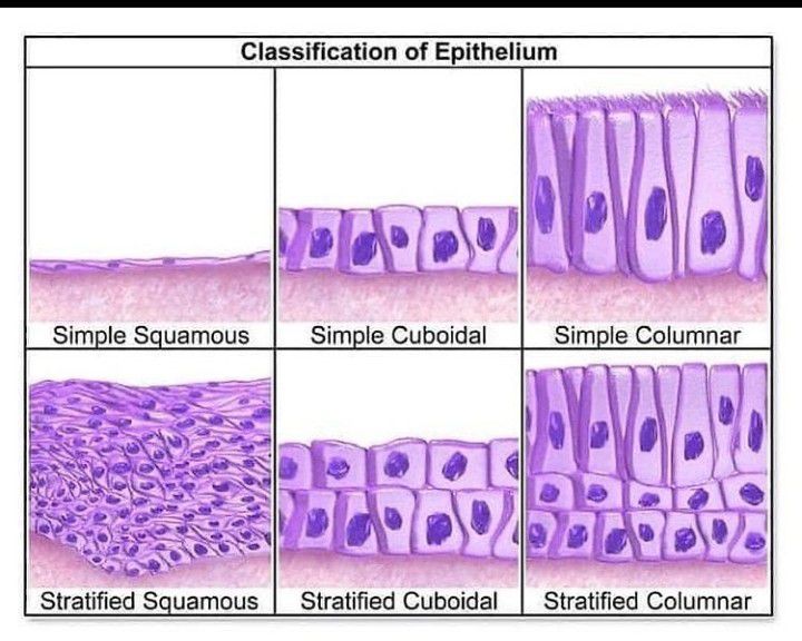 Types of epithelium - MEDizzy