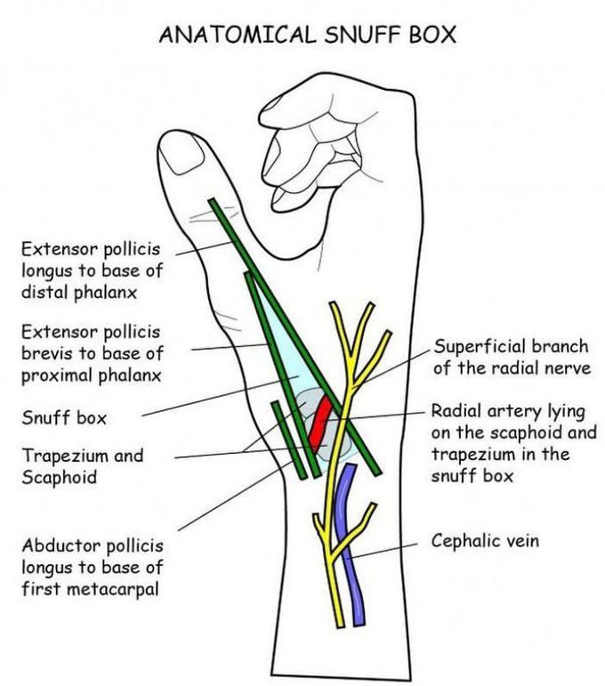 Anatomical snuff box