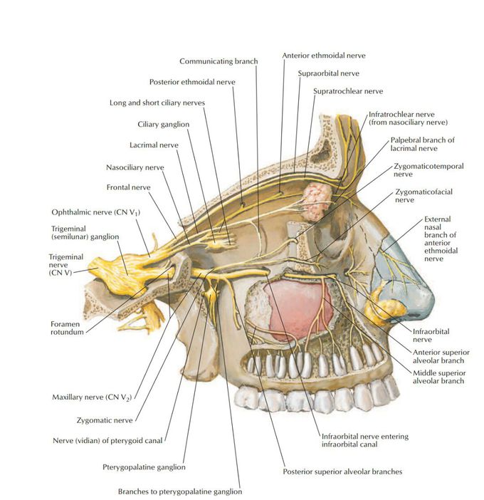Neuroanatomy of nose
